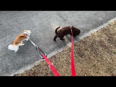 【ドッグトレーナーの幸せ犬育て】大高緑地でお散歩