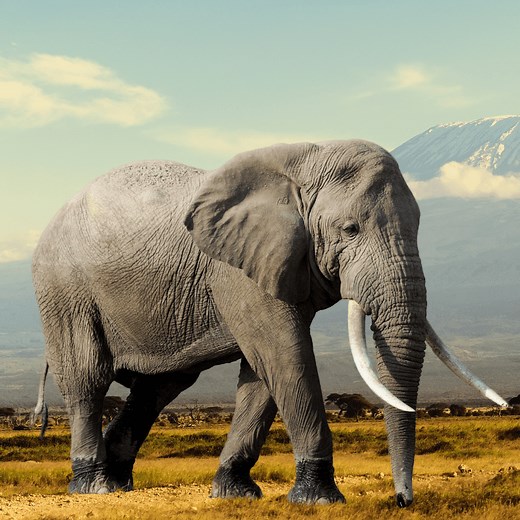 Why Do Elephants Flap Their Ears?