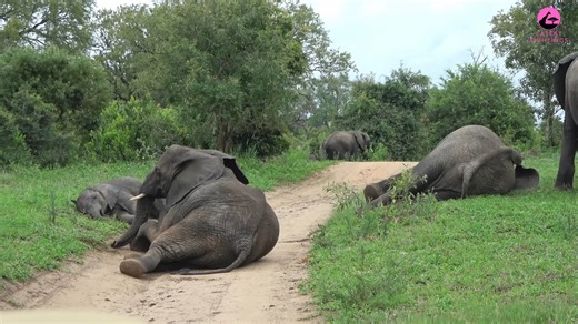 大象也会“微醺”的！在非洲多地，人们观察到大象在食用马鲁拉果（Marula）后出现走路摇晃甚至群体瘫倒等类似“醉酒”的行为 YT: CuteTings