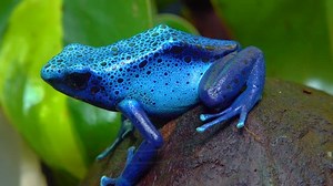 The blue poison dart frog or blue poison arrow frog (Dendrobates tinctorius, Dendrobates azureus)