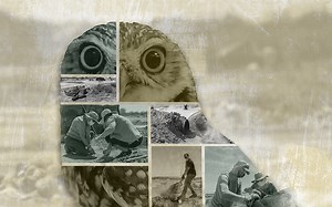 Burrowing owls being relocated as development in Arizona continues