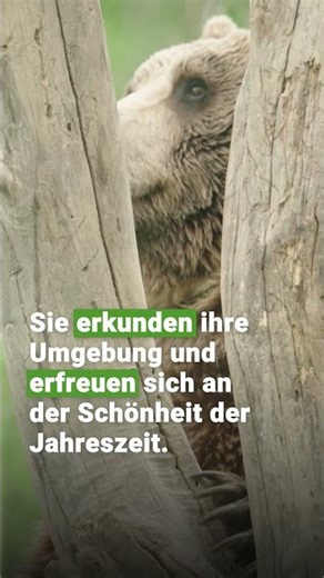 Wie haben die Bären den Frühling im BÄRENWALD Prishtina verbracht? | VIER PFOTEN