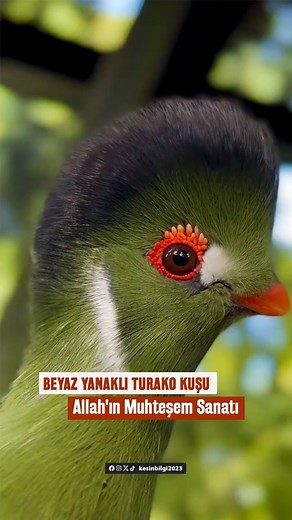 Beyaz Yanaklı Turako Kuşu Allah'ın Muhteşem Sanatı Afrika’nın yemyeşil ormanlarında yaşayan Beyaz Yanaklı Turako, parlak yeşil tüyleri, beyaz yanakları ve kırmızı kanatlarıyla adeta tablo gibi bir güzelliğe sahiptir. Erkek bireyler özellikle canlı renkleriyle dikkat çeker. Meyvelerle beslenen bu kuş, orman ekosisteminde tohumların yayılmasına da katkı sağlar. Bu eşsiz renkler, uyumlu desenler ve kusursuz ekolojik rol, Allah’ın yarattığı sanatın muhteşem örneklerindendir. | Kesin Bilgi