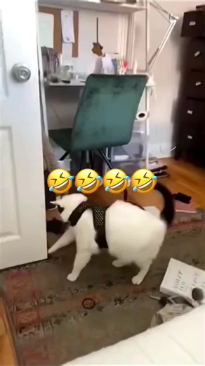 🤣🤣#dog #pet #cat #voiceover #funny | Animal Voice Over
