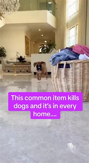 Dogs don’t chew them — they swallow them. Socks are one of the most common causes of intestinal blockage, often leading to emergency surgery and sometimes death. Keep laundry off the floor. Close hampers. And if a sock goes missing — don’t wait. Awareness saves lives. 💜🐾 #doglover #dogmom #dogdad #dogsoftiktok #dogcaretips