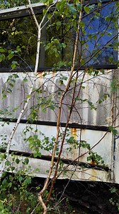 The abandoned bus graveyard. #abandonedplaces #abandoned #explore #bus #coach #cargraveyard #nature #urbex | Exploring With Boss