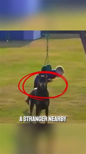 One Move From This Doberman Changes Everything #shorts #protective #dogs
