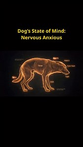 Maybe you’ve seen a dog with this kind of body language: tail tucked down, body tense, head low, ears pinned back, eyes shifting around, mouth tightly closed, and the whole weight sinking downward. This is a nervous dog. A dog showing anxiety and insecurity. If you want to help a dog like this become calm and confident, you must understand dog psychology. Because dog psychology allows you to communicate clearly, build trust, and earn respect without force or fear. When you understand why the dog