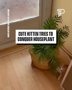 This Kitten means business 😂 | Pubity
