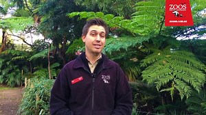1.2K views | Every day, passionate staff from Monarto Zoo and...