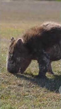 10 حقائق غريبة عن الحيوانات