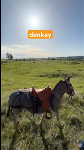Can This Donkey Borrow Some Bravery From the Big, Scary Horse?