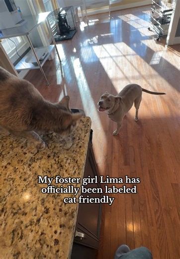 Lima is cat friendly and is adoptable through Fulton Co Animal Services in Atlanta GA 🩷🤩 #fyp #dogs #cats #adoptme #fosterdog
