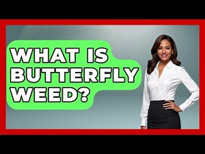 What Is Butterfly Weed? - The Midwest Guru
