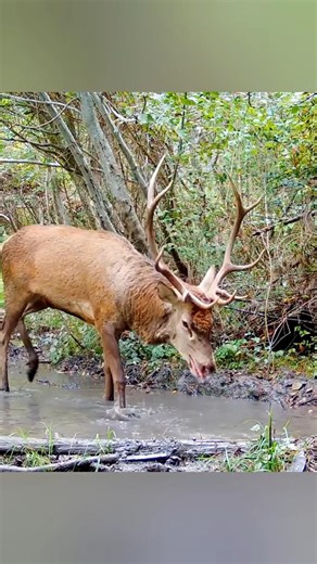 Хищный взгляд 🔥#охота #олень #охотник #охотанаоленя #deerhunting #hunting #hunter #wildlife #nature