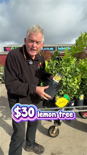 FREE $30 Lemon Tree Offer Ends Sunday 5PM 🍋
