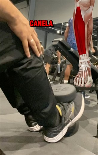 Canela dói correndo? Tibial anterior com halter no step