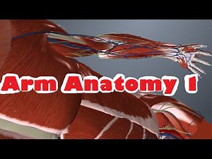 Arm Anatomy - part 1 - Muscles Arteries and Veins