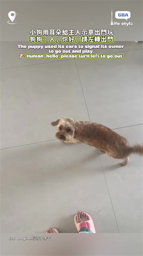 1K views · 42 reactions | The puppy used its ears to signal its owner to go out and play. : "Human, hello, please turn left to go out." The owner smiled without a word. #Dog #Pet #DailyLife #Cute #Fun | GBA Life Style | Facebook