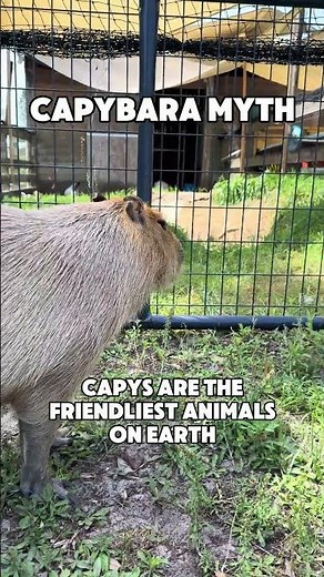 Capybaras AREN’T All Friendly