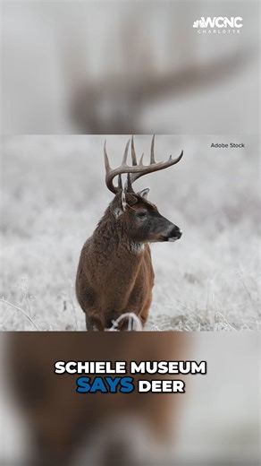 Deer mating season: What to know