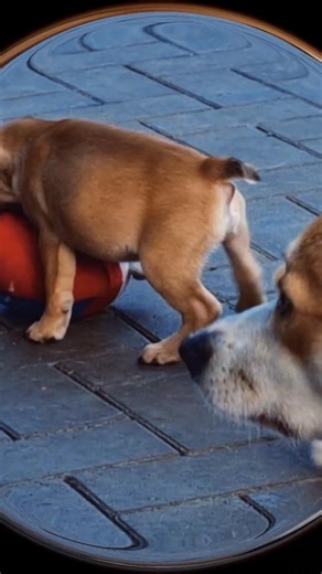 The Spirit of Bataillon d'Amour on Reels