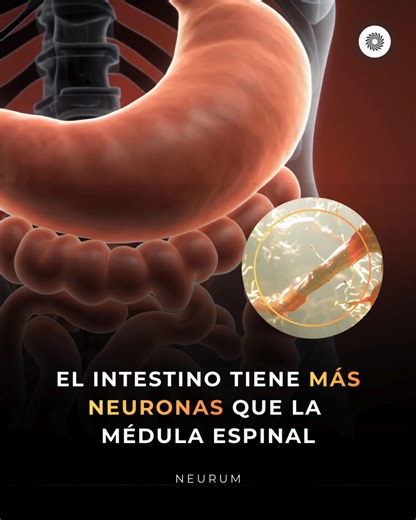 ▫️ Tu intestino tiene más neuronas que la médula espinal. El sistema nervioso entérico —conocido como el segundo cerebro— contiene alrededor de 500 millones de neuronas, más que la médula espinal y casi tantas como tiene un gato en su cerebro. No es solo un órgano digestivo: es un centro autónomo de procesamiento emocional y cognitivo. ▫️ Investigadores como Michael Gershon, de Columbia University, demostraron que este sistema puede aprender, recordar y tomar decisiones sin intervención directa 