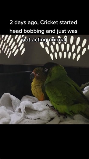 Update on Cricket the Sunday Conure: Head Bobbing & Respiratory Issues
