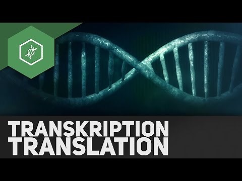 Transcription & Translation – Genetics Abi Special (outdated)