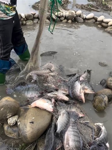 #catchingfish #fishing #ruralfishing #handfishing #netfishing