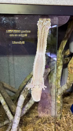 Captive Bred Henkels Leaf-Tailed Gecko - Madagascar's Endemic Lizards