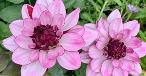 Why dahlias thrive in a Pacific Northwest summer | Produced by Seattle Times Marketing