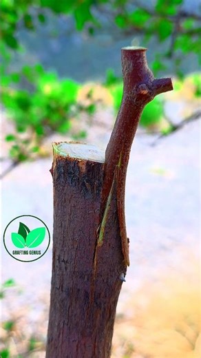 Easiest grafting techniques in spring season | Apple ber tree grafting ideas #yt #nature #grafting
