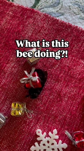 🌲 The Nature Wolf 🌲 on Instagram: "Trying to find the white elephant gift with pollen... 😜 🎥 from @judyhilo123 Is this bee actually playing around? 🤔 That idea isn’t as wild as it sounds. In a 2017 study, bumblebees were shown to repeatedly roll small objects as if they were playing. They did it with no reward, no training, no food, and no benefits of any sort. They kept doing it over and over again, too. Scientists concluded it met key criteria to be considered play behavior, something we