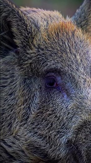 Wild Boar Grunts: A Close Look and Listen #WildBoar #AnimalSounds #Wildlife