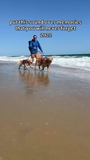 Ellie and Emma 6 years apart 🥺 #goldenretrieverlife #dog #puppy #beach #memories