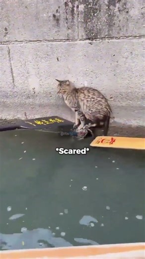 Watch How These Heroes Saved a Trapped Kitten! 🙏🆘