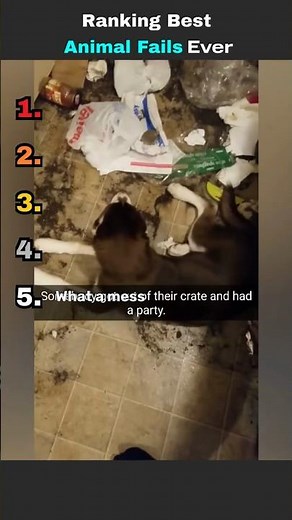 Ranking The Funniest Animal Fails Ever 😭