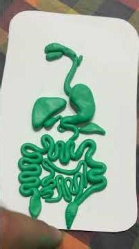 Digestive system Part # 1