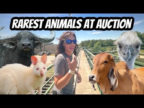 Buying Rare Animals: Exotic Auction Adventure!