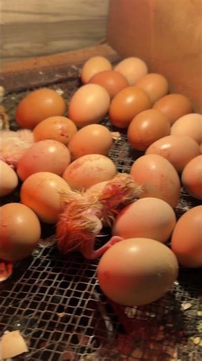 Super amazing Egg hatching