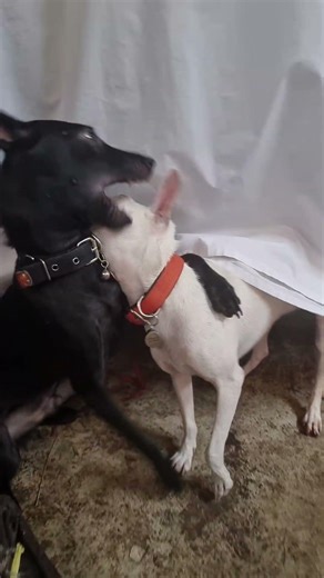 Yijin dibully sama Hailey | Anjing domestik