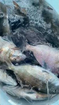 Scup fishing at the Fogland Beach in Tiverton, RI (10/11, 2025).
