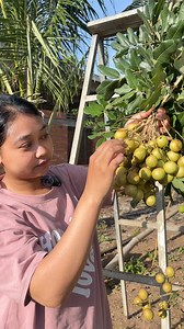 244K views · 1.1K reactions | Eating Sweet Longan #reelsvideo #foodblogger #asmrsounds #foodlover #eating #eatingshow #fruits #food #fruit #asmr | Tasty Bite - Van Din | Facebook