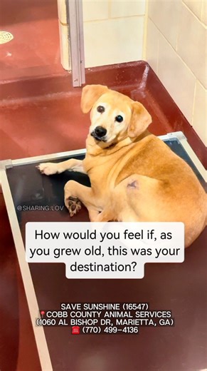 Sharing Love 🐾 on Instagram: "Today I met Sunshine. 🥺 She is 10 years old and an owner surrender. For ten years, she lived with the same family, ever since she was a puppy. And now, she finds herself in a shelter kennel, all alone. Because of her age, Sunshine has little to no hope of being adopted. But she is still the sweetest girl. She is good with dogs, good with cats, good with kids, and she loves every person she meets. She always has a smile on her face, even though she do