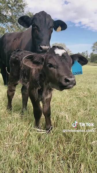 #beefmastercattle #ranchlife #heifer #cattle