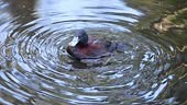 A duck preening itself in a pond