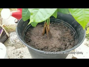 How to transfer a Money tree to big pot