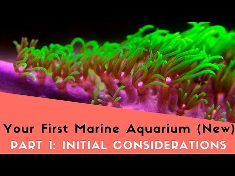 Build Your First Saltwater Fish Tank Today! (Updated 2018)