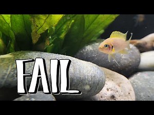 Unleashing the Unknown: Our Shell Dwelling Cichlid Tank Mates Experiment - You Won't Believe!